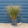 Chinese Fountain Grass 'Hameln' | Pennisetum alopecuroides Perennial Bedding
