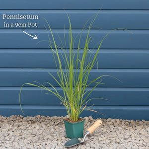 Pennisetum alopecuroides 'Little Bunny' Perennial Bedding