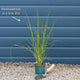 Pennisetum alopecuroides 'Little Bunny' Perennial Bedding