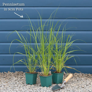 Pennisetum alopecuroides 'Little Bunny' Perennial Bedding