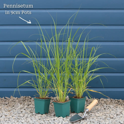 Pennisetum alopecuroides 'Little Bunny' Perennial Bedding