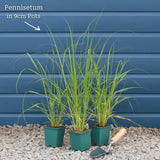 Pennisetum alopecuroides 'Little Bunny' Perennial Bedding
