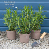 Penstemon 'Garnet' Perennial Bedding