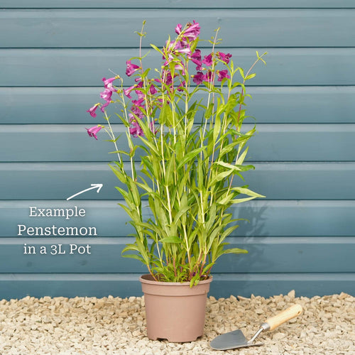 Penstemon 'Pensham Wedding Day' Perennial Bedding