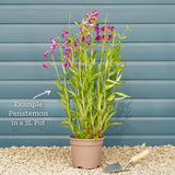 Penstemon 'Pensham Wedding Day' Perennial Bedding