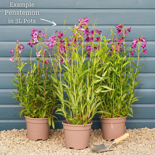 Penstemon 'Pensham Wedding Day' Perennial Bedding