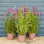 Penstemon 'Pensham Wedding Day' Perennial Bedding