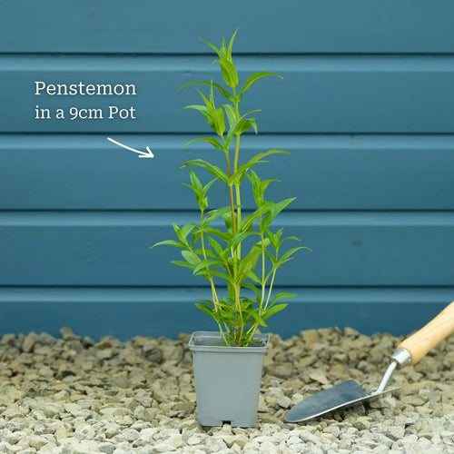 Penstemon 'Sour Grapes' Perennial Bedding