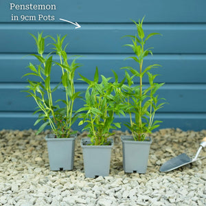 Penstemon 'Sour Grapes' Perennial Bedding