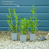 Penstemon 'Sour Grapes' Perennial Bedding