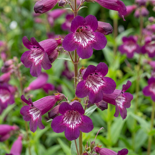 Penstemon 'Pensham Plum Jerkum' Perennial Bedding