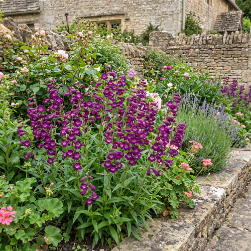 Penstemon 'Pensham Plum Jerkum' Perennial Bedding