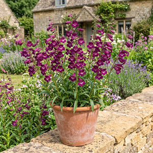 Penstemon 'Pensham Plum Jerkum' Perennial Bedding