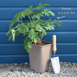 Tree Peony 'Rou Fu Rong' Perennial Bedding