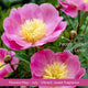The Peony Gift Gift Option