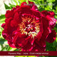 The Peony Gift Gift Option