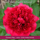 The Peony Gift Gift Option