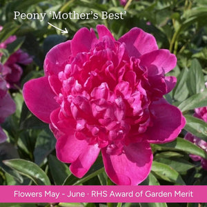 The Peony Gift Gift Option
