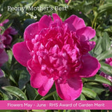 The Peony Gift Gift Option