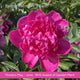The Peony Gift Gift Option