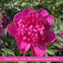 The Peony Gift Gift Option