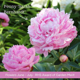 The Peony Gift Gift Option