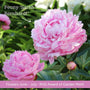 The Peony Gift Gift Option