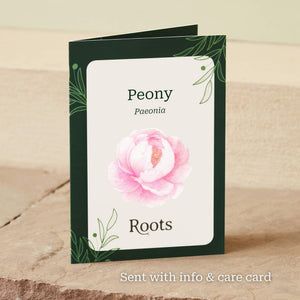 The Peony Gift Gift Option