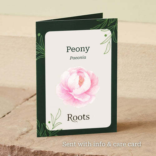 The Peony Gift Gift Option
