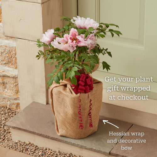 Tree Peony 'Luo Yang Hong' Perennial Bedding