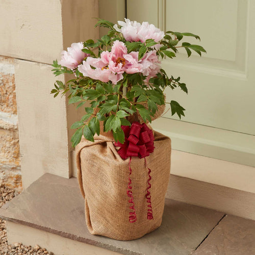 The Peony Gift Gift Option