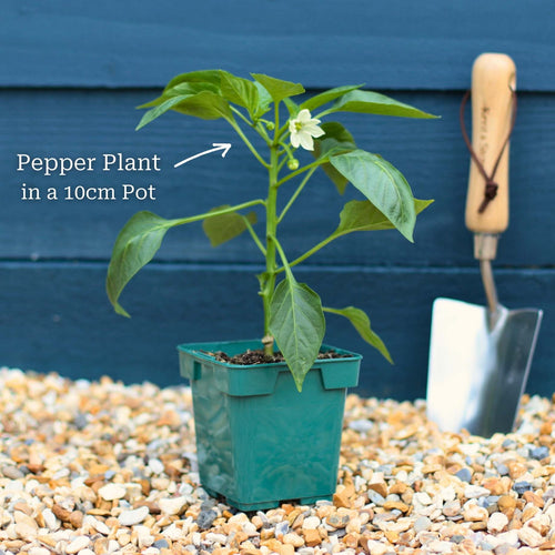 'Maccabi' Grafted Red Sweet Pepper Plant Vegetables