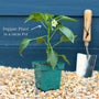 'Maccabi' Grafted Red Sweet Pepper Plant Vegetables