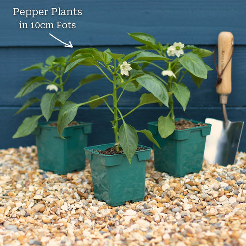 'Maccabi' Grafted Red Sweet Pepper Plant Vegetables