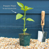 Ultimate Chilli & Pepper Plant Collection Vegetables