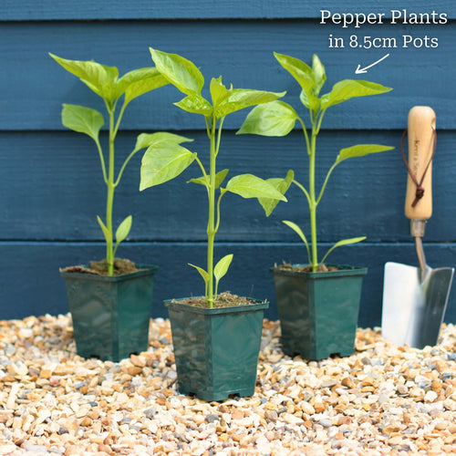 'Yellow Bell' Sweet Pepper Plants Vegetables