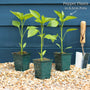 'Yellow Bell' Sweet Pepper Plants Vegetables