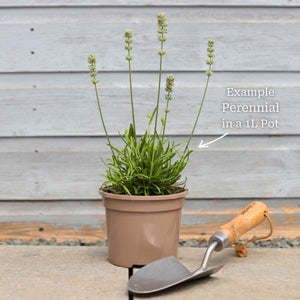 Classic Ornamental Grass Collection Perennial Bedding