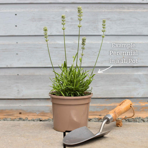 Classic Ornamental Grass Collection Perennial Bedding