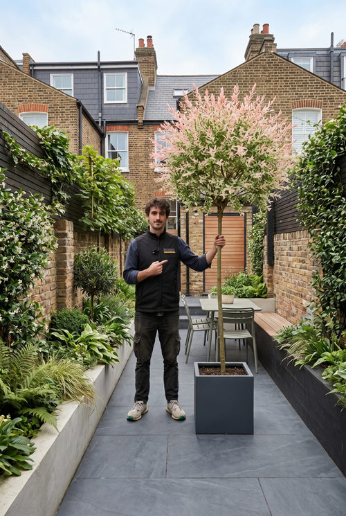 Is the Flamingo Willow the best tree for small gardens? 