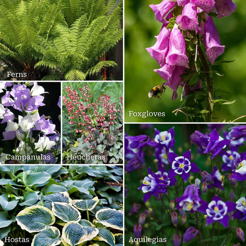 Perfect Plants for Shade | Woodland Wonderland Perennial Bedding