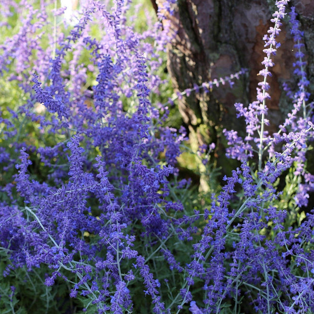 Perovskia 'Lacey Blue' Shrubs