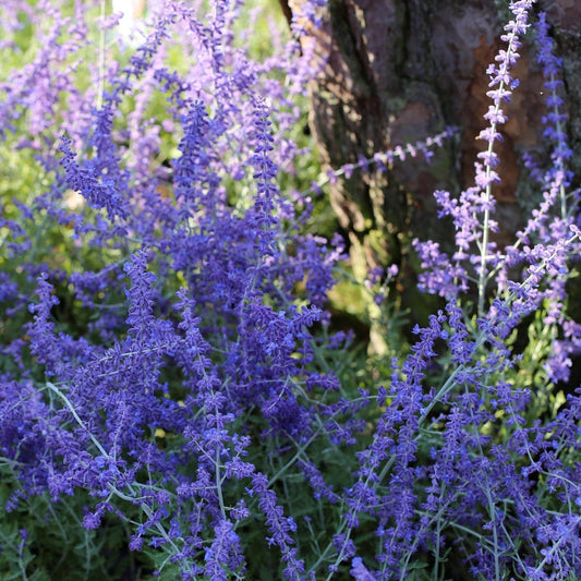 Perovskia 'Lacey Blue' Shrubs