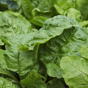 Spinach Plants Vegetables