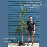 Persian Ironwood Tree | Parrotia persica Ornamental Trees