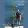 Persian Ironwood Tree | Parrotia persica Ornamental Trees
