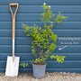 Philadelphus 'Snowbelle' Shrubs