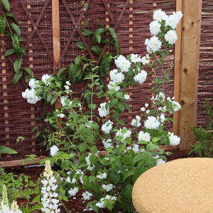 Philadelphus 'Snowbelle' Shrubs