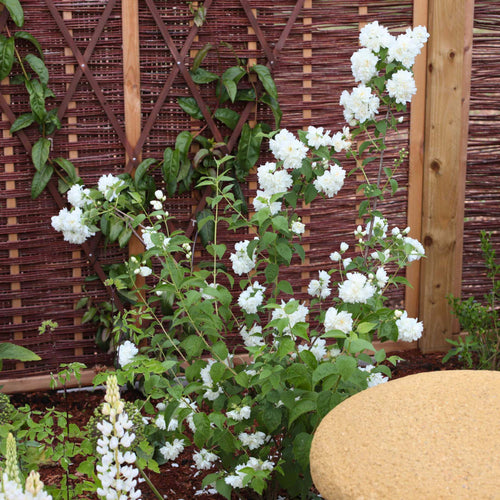 Philadelphus 'Snowbelle' Shrubs
