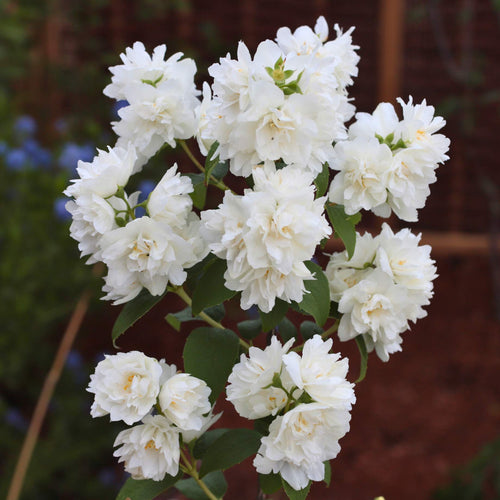 Philadelphus 'Snowbelle' Shrubs